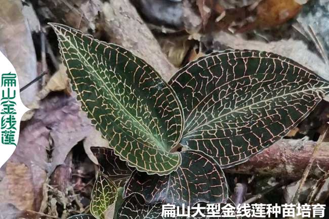 新鮮金線蓮福建銷路 林下仿野生種苗干貨批發價 干品價格