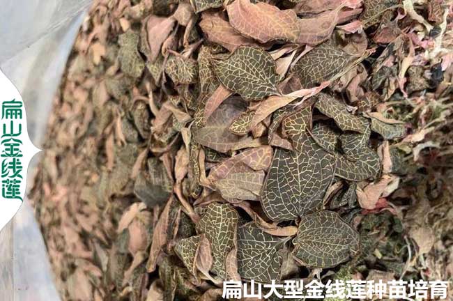 梅縣金線蓮干貨批發