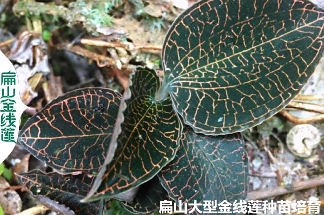 廣西大棚金線蓮種植技術