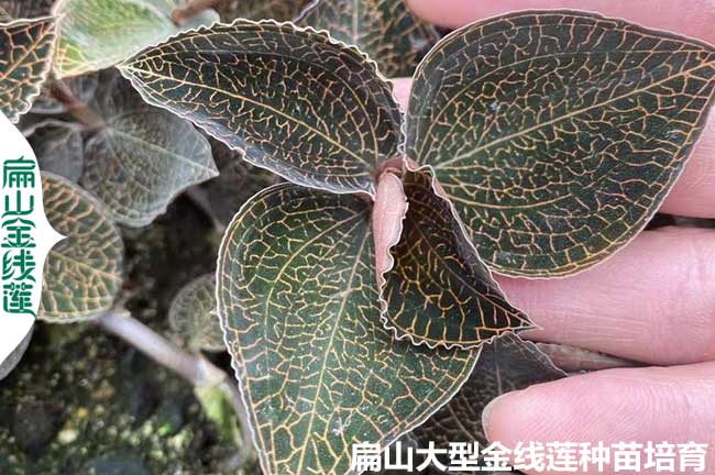 福建鮮貨金線蓮種苗價格 福建批發金線蓮種苗 杯瓶苗9元/袋