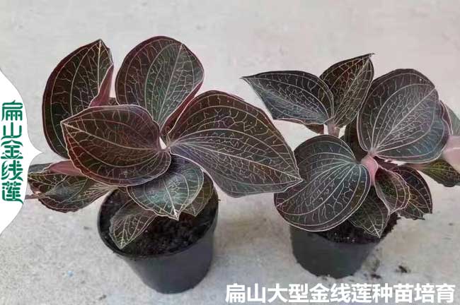 廣西金線蓮小杯苗批發