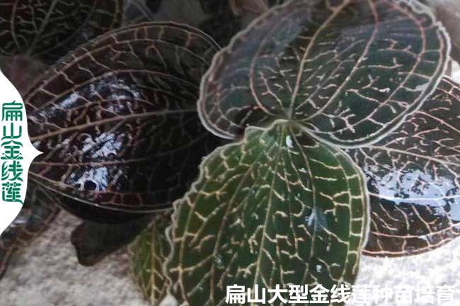 詔安大葉金線蓮種苗批發