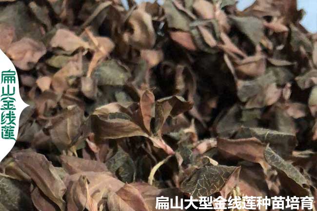 泉州金線蓮干貨批發