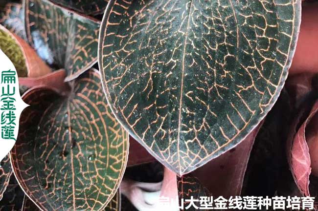 汕頭金線蓮種苗批發
