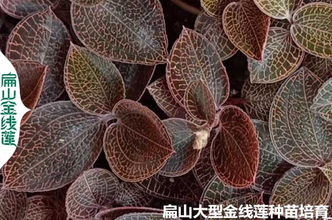 臺灣金線蓮種植技術
