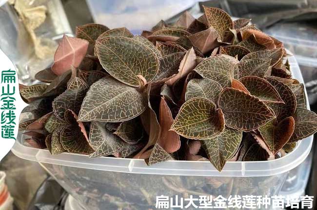16點種植金線蓮的土壤條件澆水 品種選擇 環境密度 時間氣候