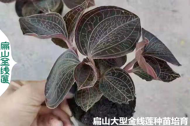 98萬珠南靖金線蓮種苗批發 漳州南靖金線蓮種苗干貨價格68元