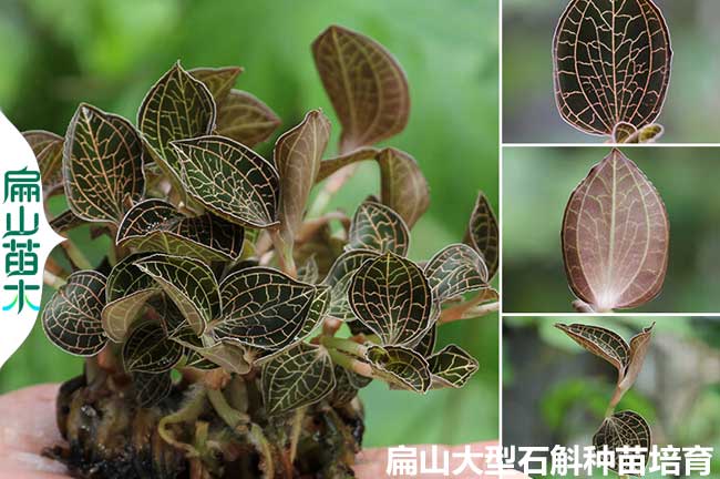 周寧金線蓮種苗批發