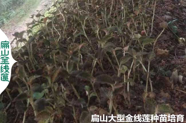 98萬珠南靖金線蓮種苗批發 漳州南靖金線蓮種苗干貨價格68元