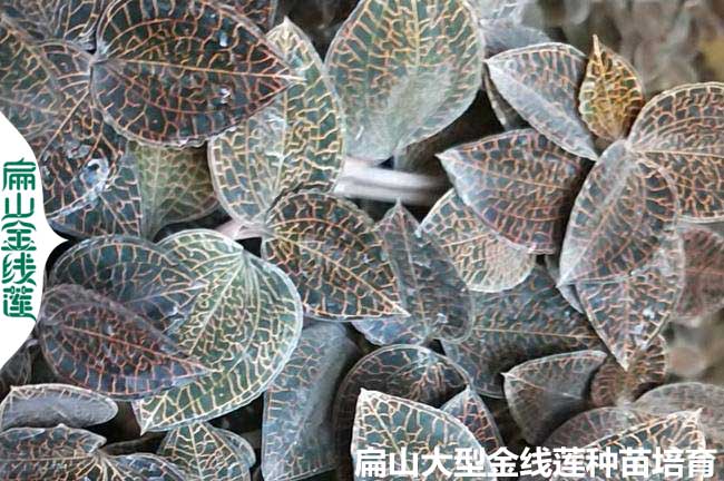 鷹潭的楊梅苗AND金線蓮種苗干貨批發價格種苗批發0.8元