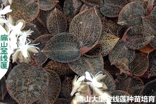 16點種植金線蓮的土壤條件澆水 品種選擇 環境密度 時間氣候