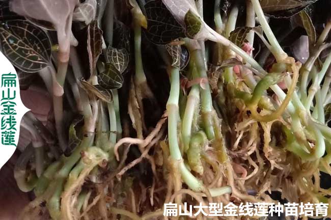 種植金線蓮的成本