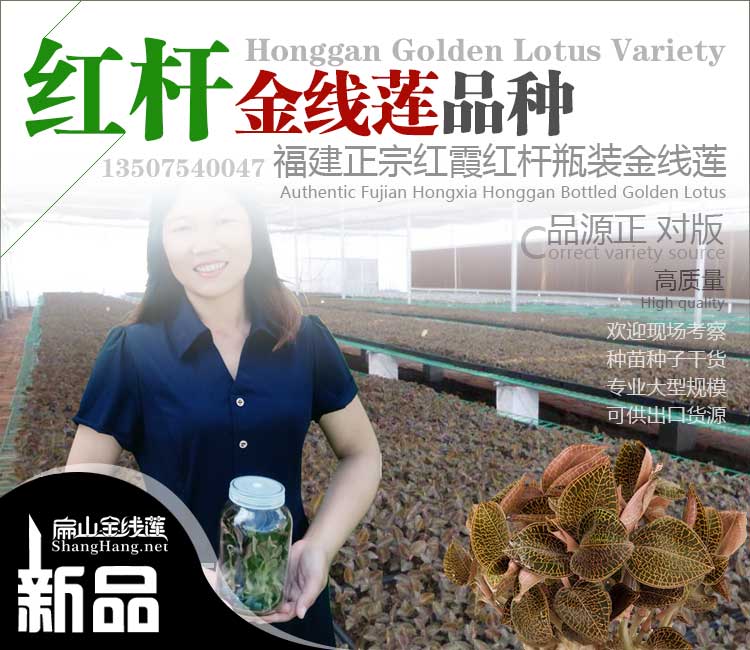 S沙坪壩南岸的金線蓮種植基地九龍坡長壽區種苗批發價1元