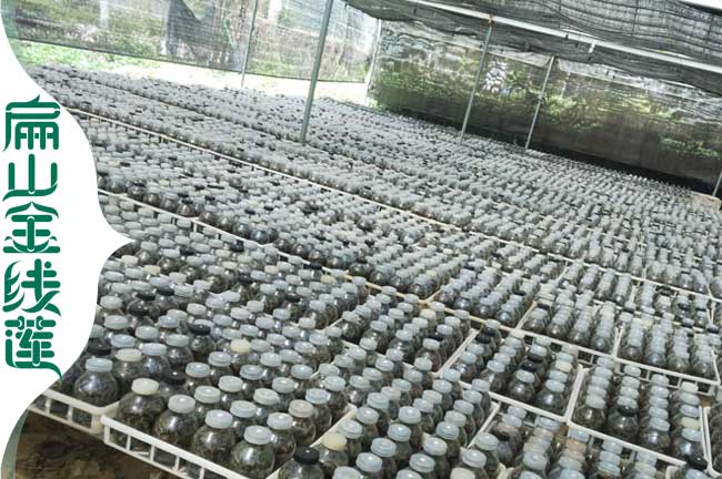 重慶的金線蓮種植基地 重慶紅霞金線蓮種苗批發的價格1元