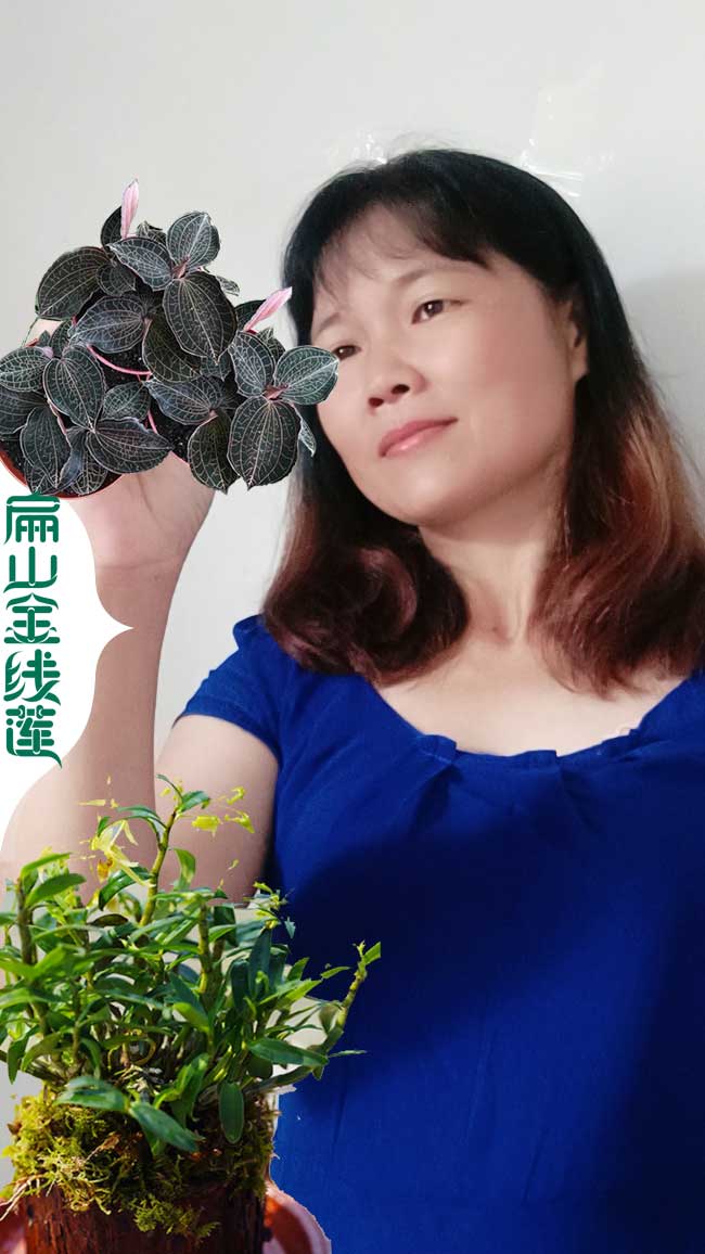 扁山萍鄉的金線蓮種苗培育基地批發 萍鄉金線蓮種植價1.2元