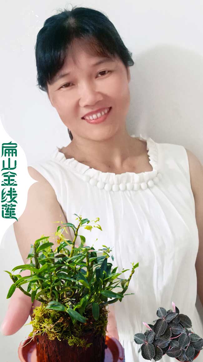 一組500顆湘潭金線蓮種植基地賣批發多少錢 湖南湘潭金線蓮