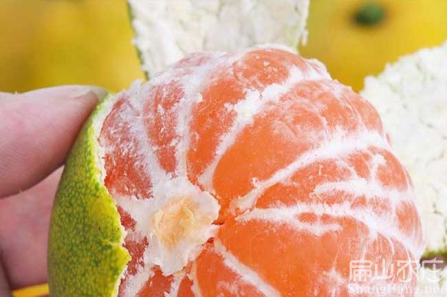 龍巖柑橘苗批發