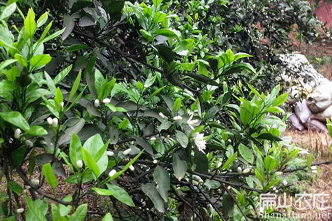 云南橘子苗批發