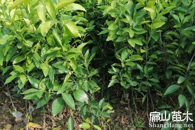 龍巖沙糖桔子苗批發