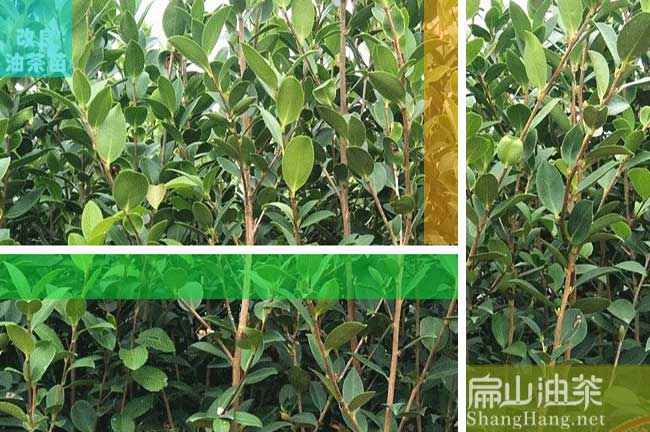 荔城沃柑苗批發