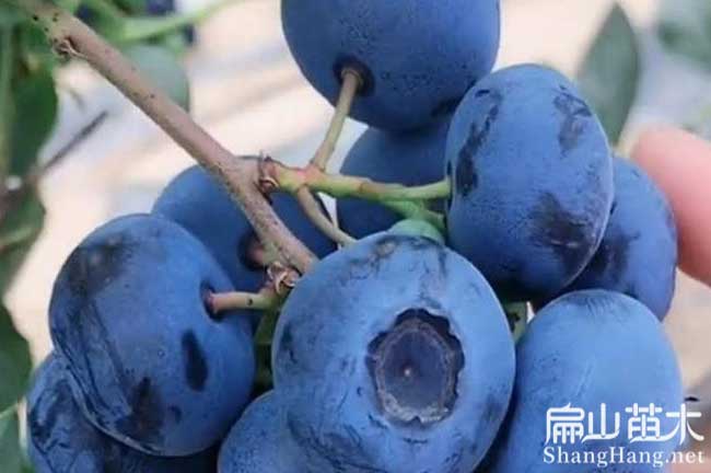 湖南大果藍莓