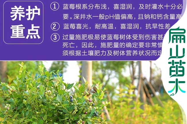 藍莓種植