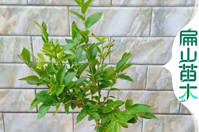 [大果藍莓苗批發]貴港已掛果杯苗10年玉林營養袋苗-扁山苗木