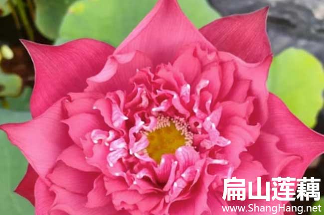 三明蓮藕種植苗批發