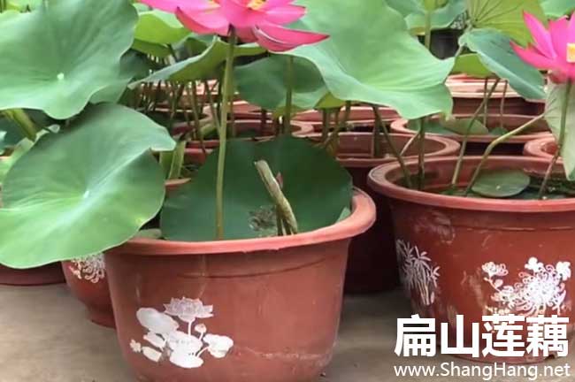 三明蓮藕批發