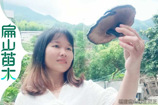 龍巖野生林芝批發