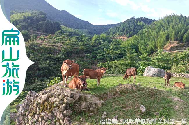 上杭散養黃牛養殖風景區