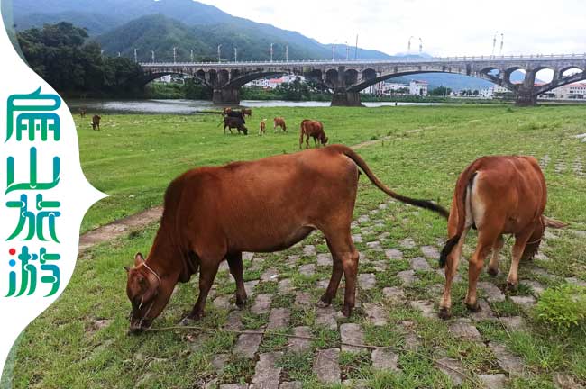 龍巖小黃牛養殖場