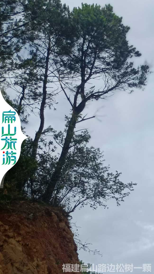 上杭迎客松風景