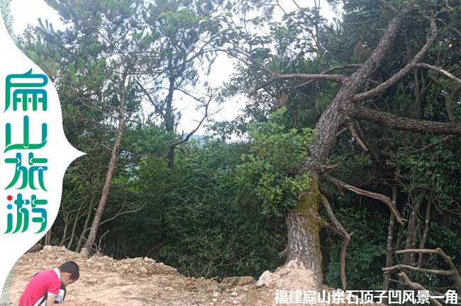 扁山上杭松樹風景