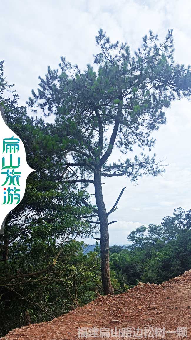 扁山美麗松下風景