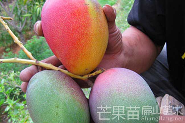 廣西芒果苗栽培 廣西芒果苗批發價格桂林百色南寧-扁山油茶