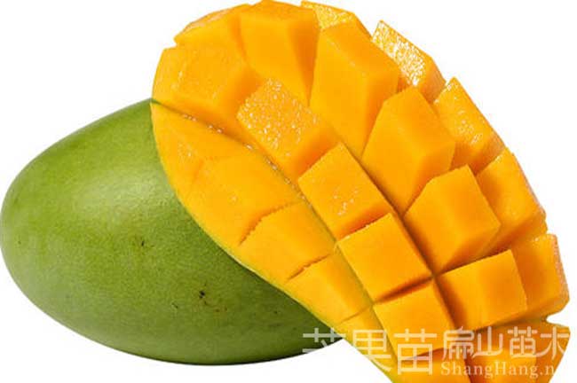泉州芒果苗批發