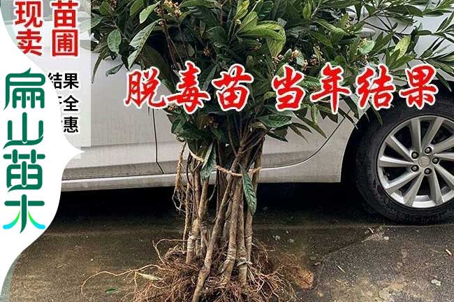 福建琵琶樹苗批發