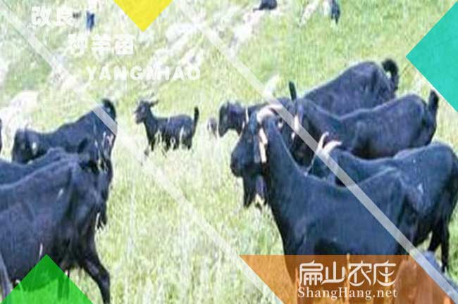 龍巖山羊養殖