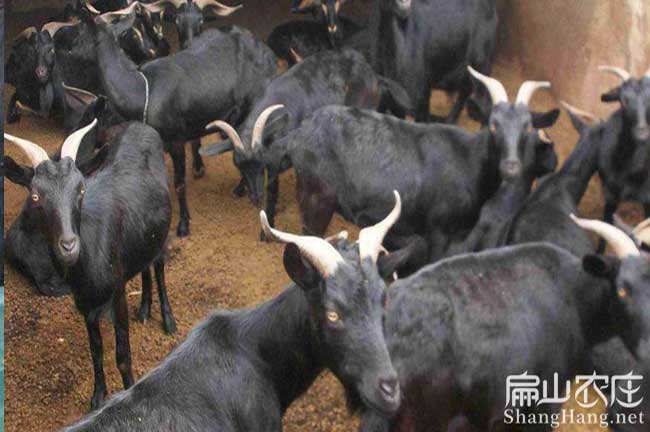 漳平山羊價格 漳平山羊價格
