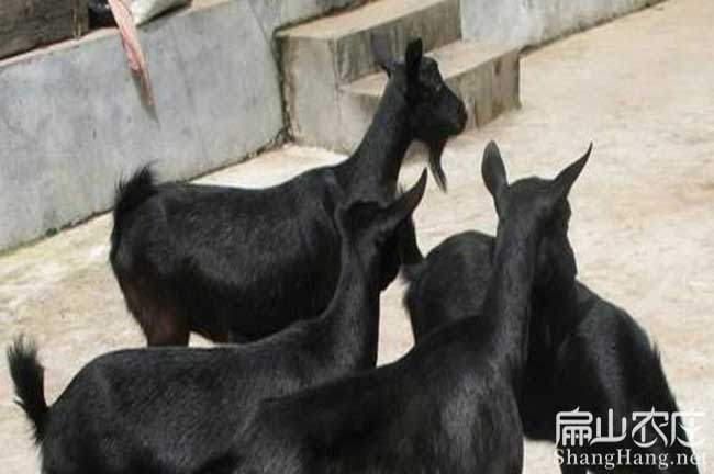 福建種山羊批發 福建種山羊批發