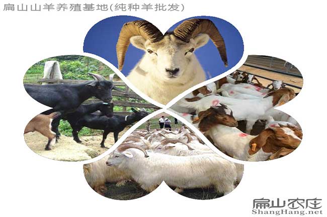 龍巖養羊基地