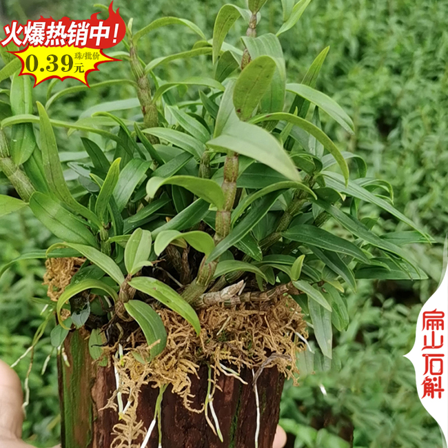 [小杯苗漳州金叉石斛種苗批發]福建漳州銅皮鼓槌基地2元價格