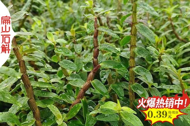 3X汕尾江門鐵皮銅皮石斛金釵種苗干貨.批發紅桿金線蓮苗