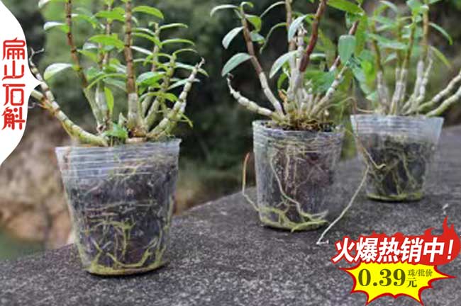 哪里有湖南金線蓮種植基地 湖南鐵皮石斛種苗批發0.48元/珠
