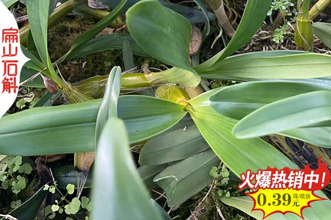 遵義鐵皮石斛種苗批發