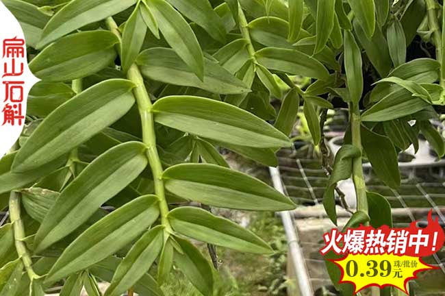 陜西鐵皮石斛種苗批發