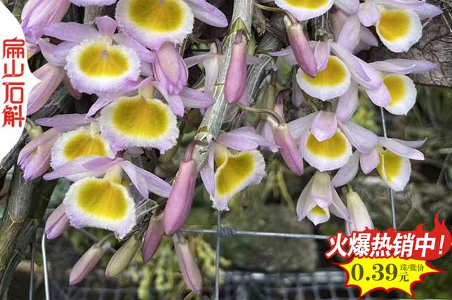 2024鐵皮石斛觀賞食用 湖南喇叭唇株洲懷化紅干貨軸種苗批發
