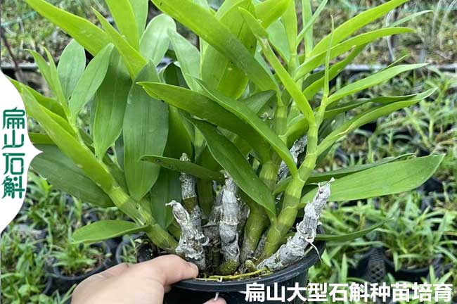 貴州麝香石斛種苗批發