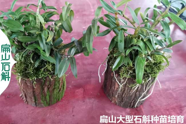 龍巖鐵皮石斛金線蓮種苗培育種植標準基地 上杭永定1元/珠